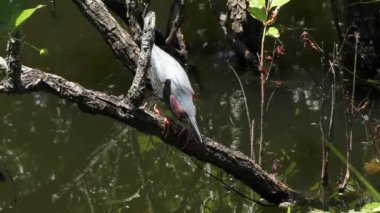 Yeşil balıkçıl Florida bataklığında Yusufçuk yakaladı