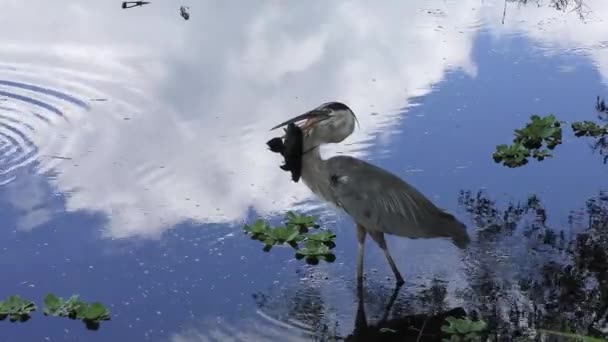 Great Blue Heron Large Fish Florida Wetland — Stock Video