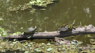 İki Küçük Kaplumbağa Florida bataklığında güneşleniyor