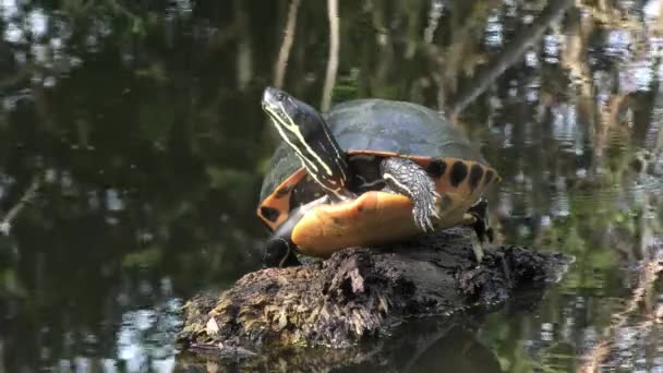 フロリダの池の大亀の日差し — ストック動画