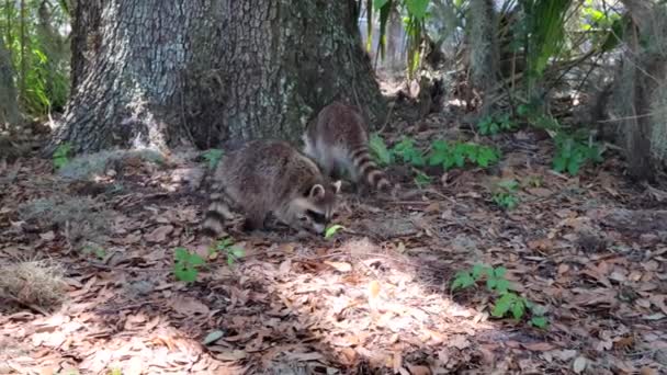Dua Racoon Muda Florida Park — Stok Video
