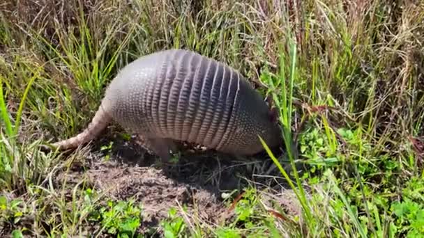 Tatu Nove Faixas Procura Comida Florida Park — Vídeo de Stock