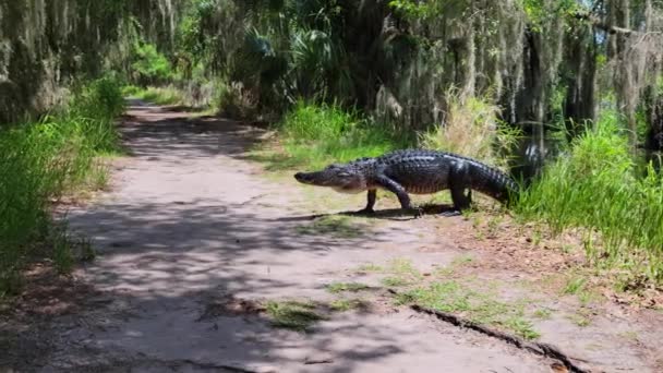 Duży Aligator Crossing Park Trail Florydzie — Wideo stockowe