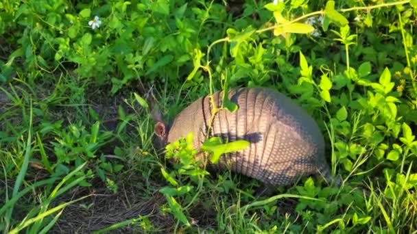 Armadillo Nove Bande Cerca Cibo Florida Park — Video Stock