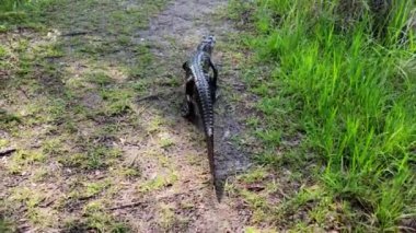 Florida Parkı 'nda yürüyen yavru timsah..