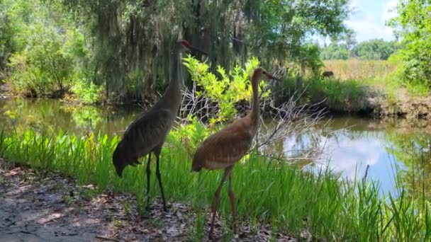 Florida Nın Sulak Alanlarında Kum Tepesi Turnaları — Stok video