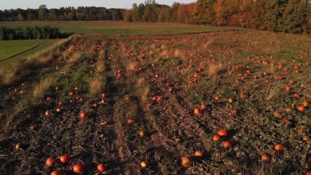 Campo Com Cores Outono Campos Abóbora Paisagem Aérea — Vídeo de Stock