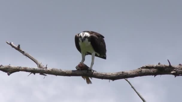 Osprey Alimenta Peixe Grande Flórida Wetland — Vídeo de Stock