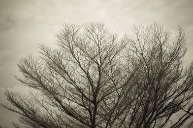 ölü ağaç arka plan