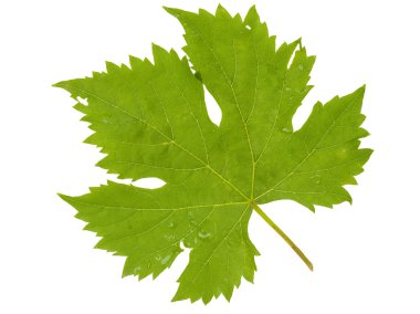 Beyaz arkaplanda üzüm yaprağı