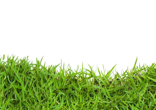 Groen gras — Stockfoto