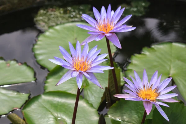 Nilüfer, tropikal bahçede çiçek lotus — Stok fotoğraf