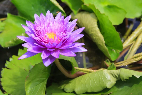 Näckros, lotus blommar i den tropiska trädgården — Stockfoto