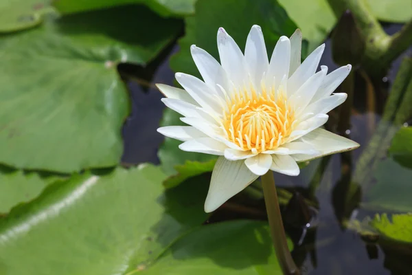 荷花，莲花盛开在热带花园 — 图库照片