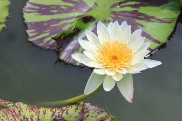 Leknín, lotus, kvetoucí v tropické zahradě — Stock fotografie