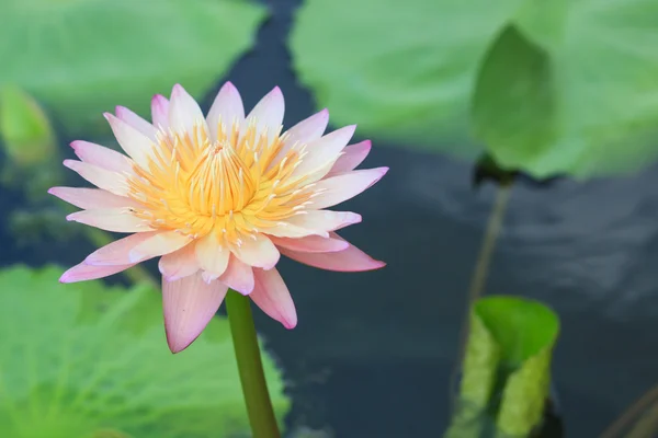 Leknín, lotus, kvetoucí v tropické zahradě — Stock fotografie