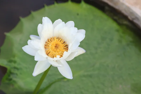 Waterlily, lotus blooming in the tropical garden — Stock Photo, Image