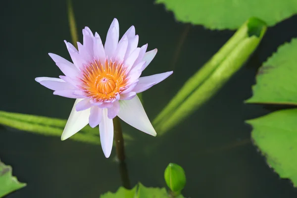 Nilüfer, tropikal bahçede çiçek lotus — Stok fotoğraf