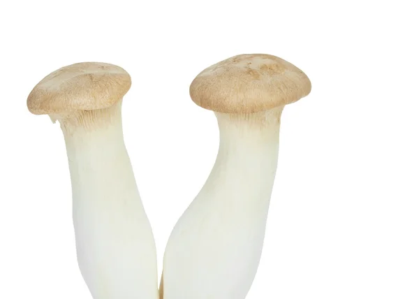蘑菇名称 eringii — 图库照片