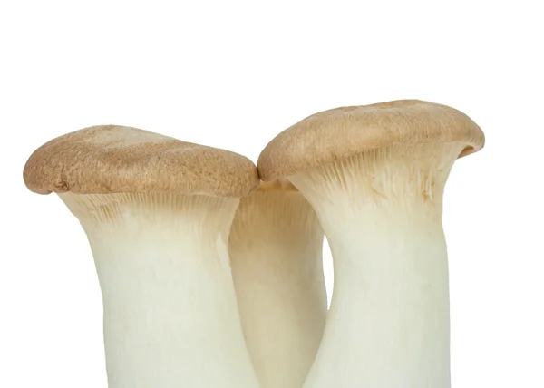 Nomes de cogumelos Eringii — Fotografia de Stock