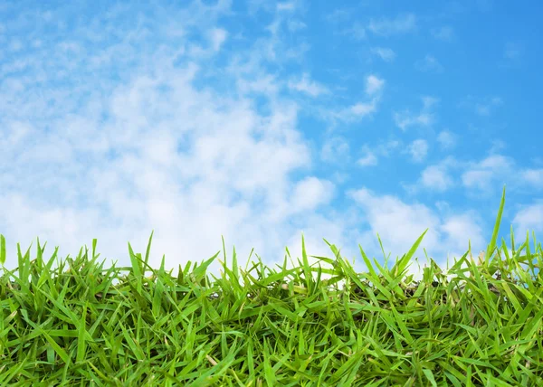 Green grass and blue sky Stock Image