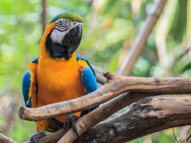 mavi ve altın Amerika papağanı, bilimsel adı 