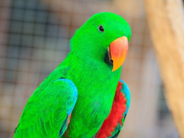 Eclectus papağanı, bilimsel adı 
