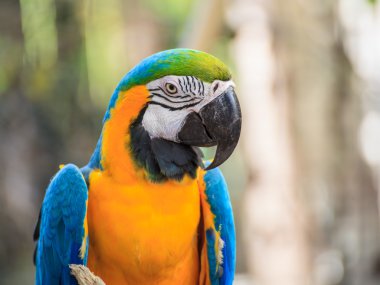 mavi ve altın Amerika papağanı, bilimsel adı 