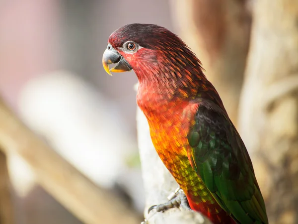 Cardinale Lory, Chalcopsitta cardinalis uccello pappagallo — Foto Stock