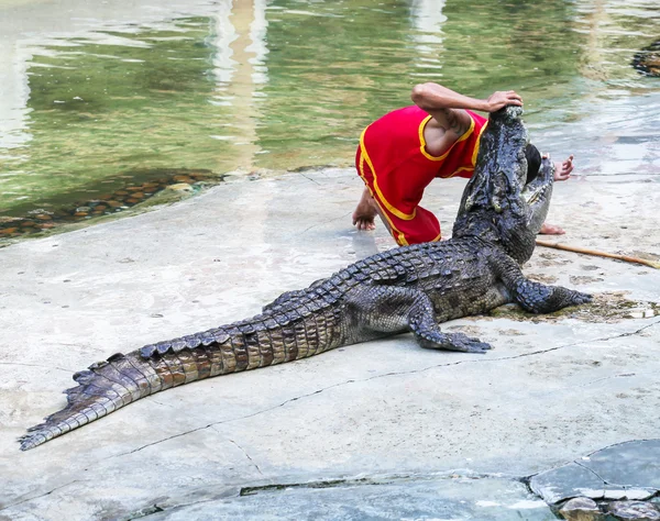 Krokodil und Mensch — Stockfoto