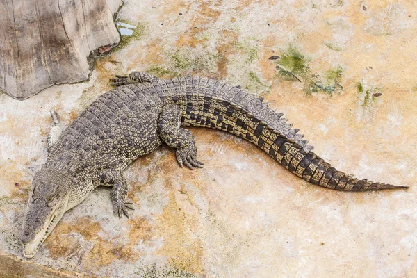 Krokodil — Stockfoto