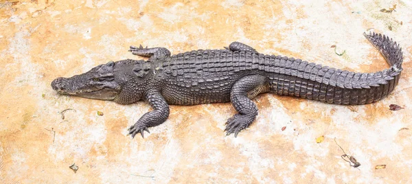 Crocodile — Stock Photo, Image