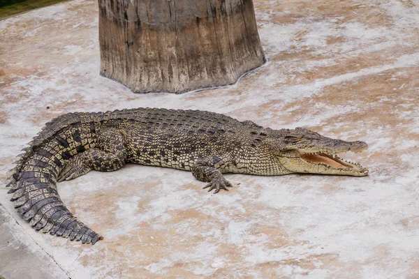 Crocodile — Stock Photo, Image