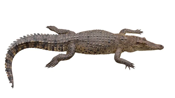 Krokodil isolieren auf weißem Hintergrund — Stockfoto