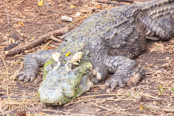 Krokodil — Stockfoto