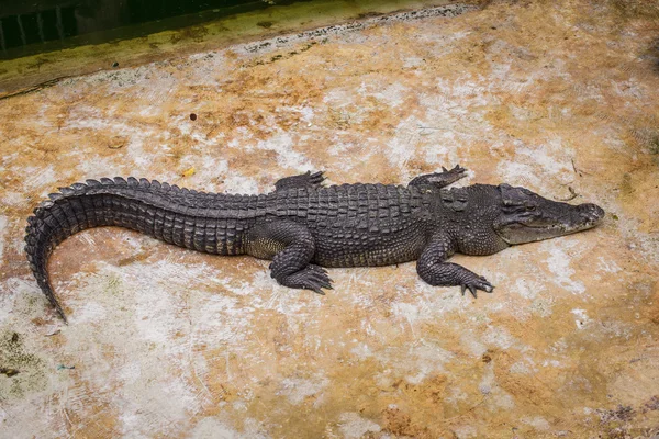 Crocodile — Stock Photo, Image