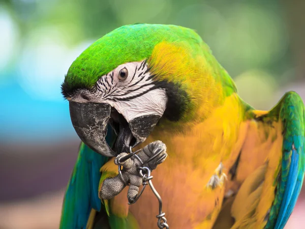 Modrá a zlatá papoušek, vědecký název "ara ararauna" pták — Stock fotografie
