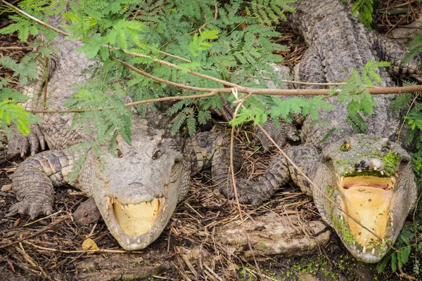 Krokodyl para czeka na ofiary — Zdjęcie stockowe