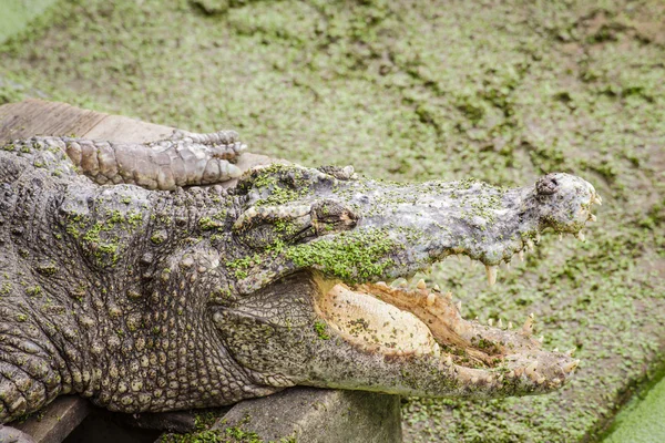 Krokodil und Kiefer — Stockfoto