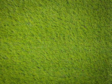 suni çim Japon Yeşil