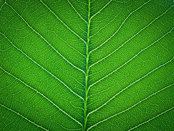 Πράσινο φύλλο υφή — Φωτογραφία Αρχείου