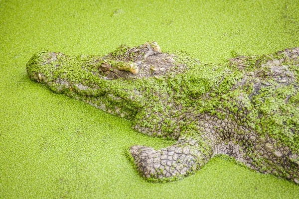 Crocodile dans un étang vert — Photo