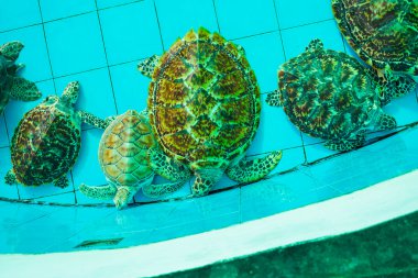 Yeşil Kaplumbağa veya erethmochelys Imbricata üzerinde gölet, üstten görünüm