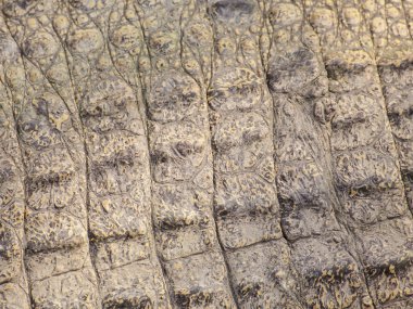 vahşi timsah deri desen