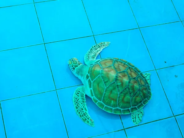 Green turtle or Chelonia mydas — Stock Photo, Image