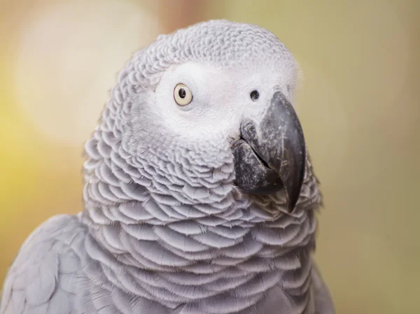 Afrikanischer Graupapagei — Stockfoto