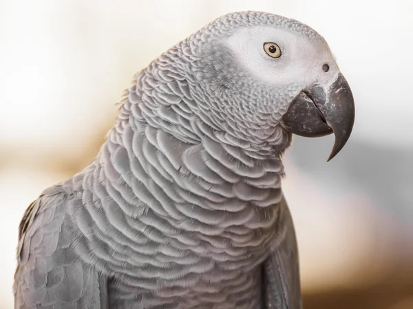 Afrikanischer Graupapagei — Stockfoto