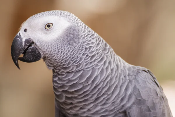 Afrikanischer Graupapagei — Stockfoto