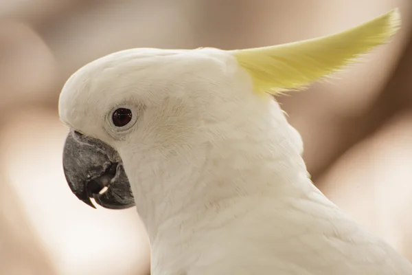 Bílý kakadu — Stock fotografie