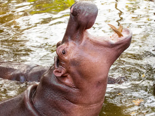 Hippopotamus open mouth — Stock Photo, Image